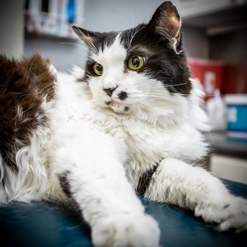 Senior and Geriatric Cat Care - Crescenta Cañada Cat Clinic
